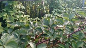 Ежевика, сорт Лох Тей. Шотландская селекция. 22.08.17.