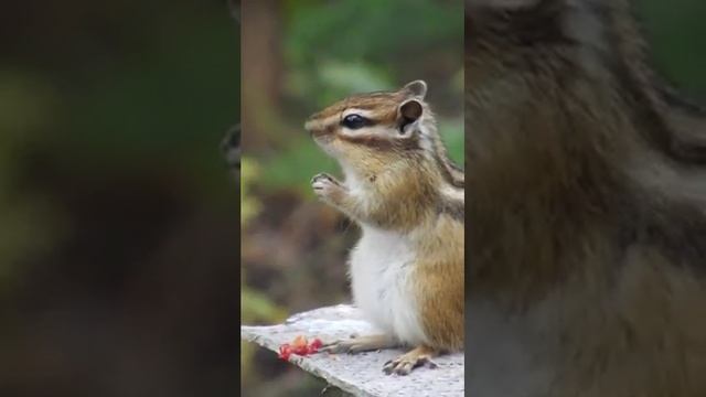 Бурундук ест малину на даче