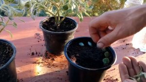 How to grow succulents from cutting single leaves Aichryson laxum