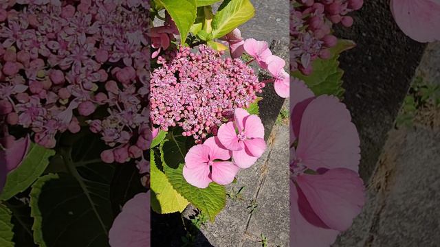 Pink Lace Cap Hydrangea Unveiled #hydrangea #flowers #nature