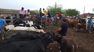 GADO DE LUXO SÓ EM CACHOEIRINHA-PE   09-05-2024  #nordeste