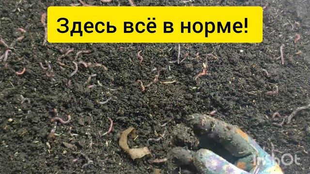 Кормление червя. #дендробена #старатель #рыбалка смотреть онлайн