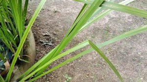 ? Прибрежные растения для садового и дачного пруда! Что посадить ОКОЛО ПРУДА  - Аир злаковый!