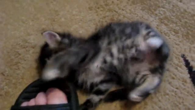 Котенок кусает пальцы смотреть онлайн