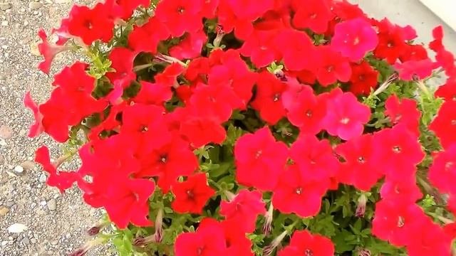 Как продлить цветение петунии. HowHelpPetuniaBlossom