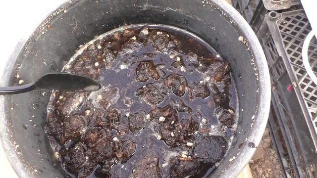 Очень эффективная подкормка цветов весной для роста и закладки бутонов