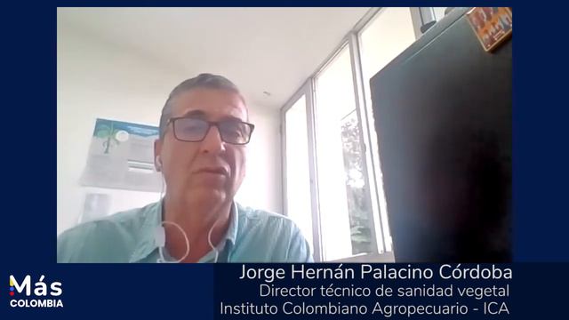 Qué es el Fusarium el hongo que ataca el banano colombiano?