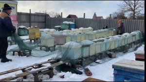 Как спасти пчёл от птиц