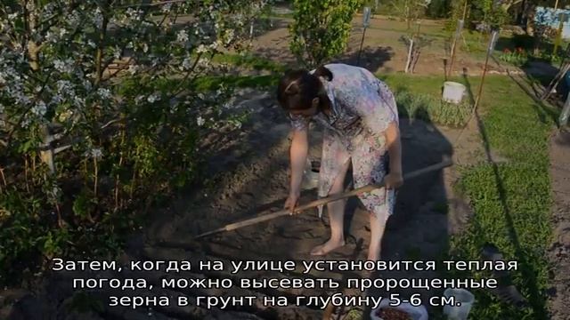 Нужно ли замачивать фасоль перед посадкой в открытый грунт