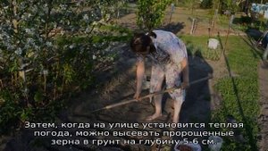 Нужно ли замачивать фасоль перед посадкой в открытый грунт
