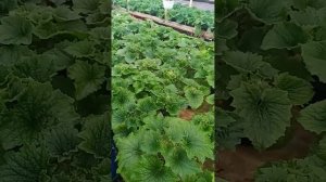 Цинерария гибридная первый опыт