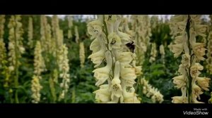 Красная гора 🏔 усть кокса