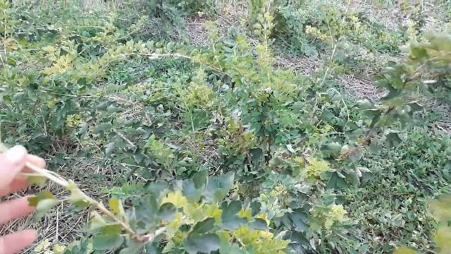 Избавляюсь от крыжовника Пакс, Ксения, Тиксия, Инвикта и Уральский розовый смотреть онлайн