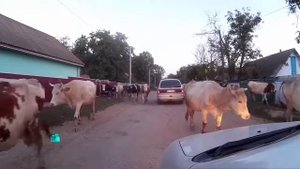 Коровки идут с пастбища .