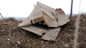 Курятник в теплице Ч. 2 на улице - 30