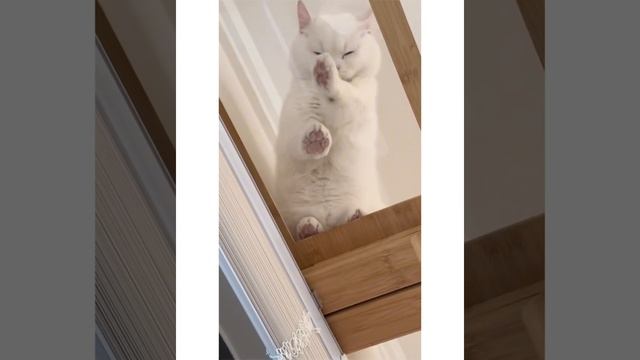ДомашниеПитомцы