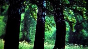 Лесные поляны