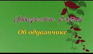 Интересные факты об одуванчике