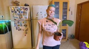 Побеги у Фикуса Робуста - спасение залитого фикуса | Как заставить фикус ветвиться