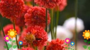 Армерия ложноармерия Ballerina Red. Краткий обзор, описание характеристик, где купить саженцы