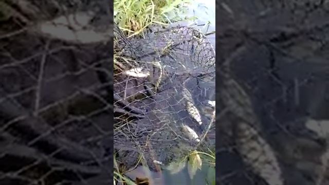 #рыба #рыбалка Уж-Вор. Попался с поличным . Случай на рыбалке. Кто ходит в гости по утрам.... смотреть онлайн