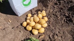 Сорта картофеля при старте продаж урожая 2022 года из Свердловской области! Ред Скарлет, Ривьера!