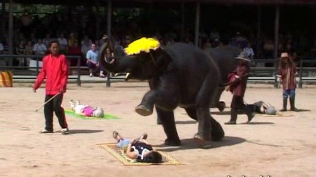 Тайланд. Шоу слонов-2 2004г смотреть онлайн