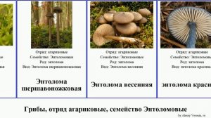 Грибы, отряд агариковые, семейство Энтоломовые энтолома fungus Vinyasa седая красивая Agaricales