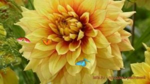 Георгина декоративная Дэззлинг Сан ? обзор: как сажать, луковицы георгины Дэззлинг Сан