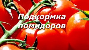 Подкормка томатов - дачные хитрости