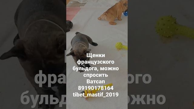 #щенкинапродажу#французскийбульдог#frenchbulldog#продажащенков#собакадругчеловека#dogs#