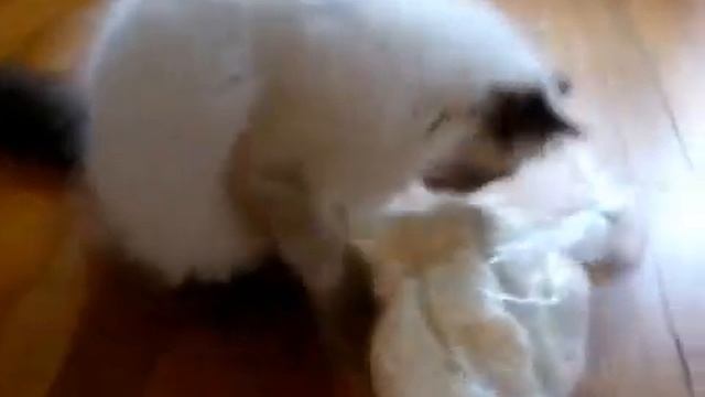 кот против сахарной ваты) Прикол!) смотреть онлайн