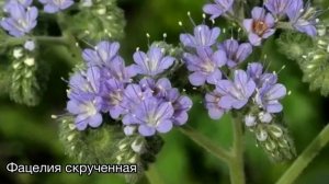 Медонос ФАЦЕЛИЯ. Виды. Описание. Медопродуктивность