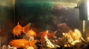 Золотые рыбки с пруда на зимовку в аквариум.