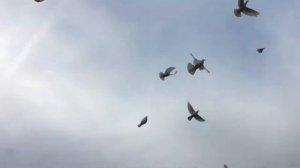 Выпуск Белых Голубей