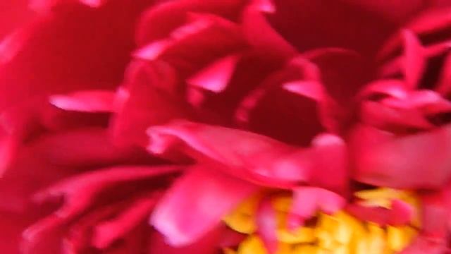 Пион_Бордо часть_3 Хорошего настроения смотреть онлайн