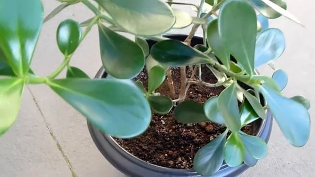 Clusia Rosea - Autograph Tree смотреть онлайн