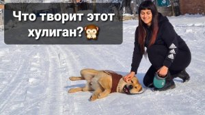 Персу не можем найти солому в будку