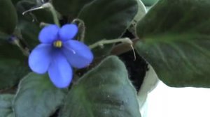 МОИ  ЦВЕТЫ  ИЮНЬ, КАК УХАЖЫВАТЬ // ч.2. 2017//