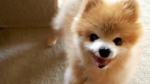 ПЕСНЯ СОБАЧЕК