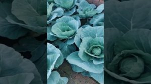 Странный способ выращивать овощи. Идея для огорода