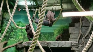 Горилла самка Ама без руки играет с членами семьи.