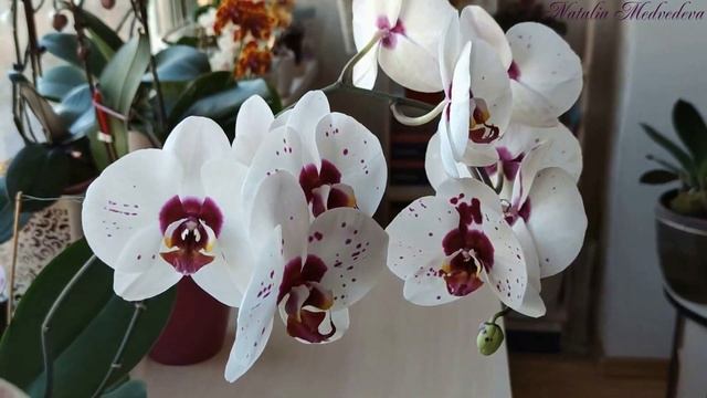 ПИКАССО Фаленопсис Phal. PICASSO IRON MEN. Цветение на 12 цветов d 18 см  характеристика сорта!