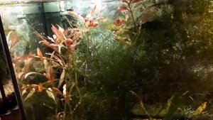 Аквариумная рыбка меченосец. Содержание, разведение и уход