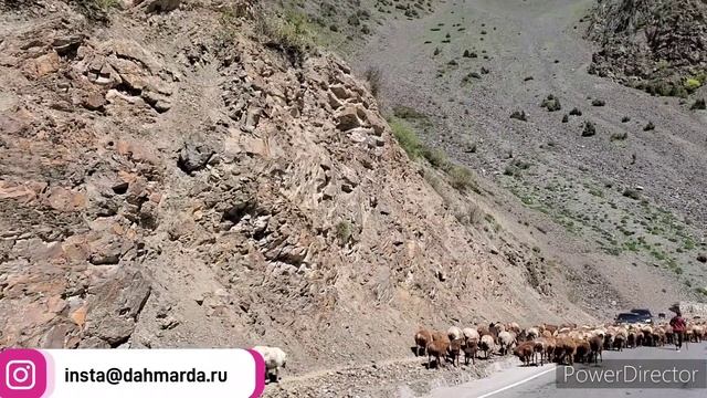 Овцы гузнской породы и аборигенные САО Таджикистана саги дахмарда на перегоне в Согдийской области смотреть онлайн