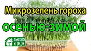 Микрозелень гороха осенью-зимой на подоконнике