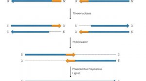 Synthetic genomics | Wikipedia audio article