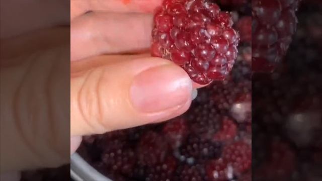 Трехслойный торт (бисквит, творожный крем со сгущенкой, ягодное желе) #всочиумаши смотреть онлайн