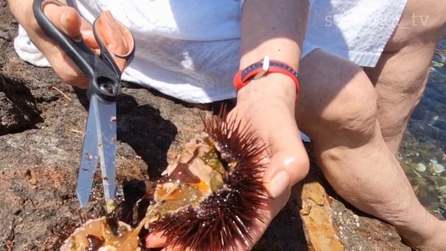 Как есть морского ежа. смотреть онлайн