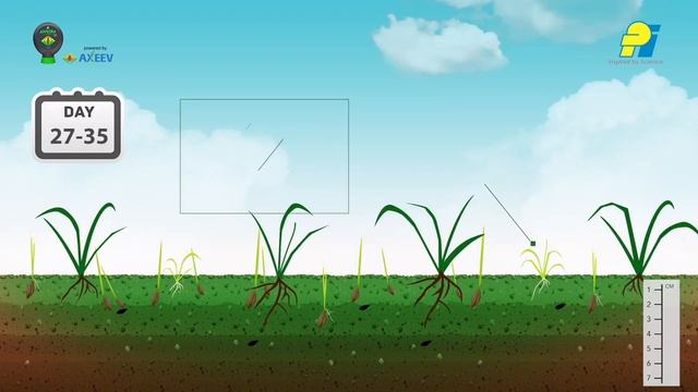 ?गेहूं में गुल्ली डंडा, मंडूसी के लिए टॉप के खरपतवार नाशक?#viralvideo смотреть онлайн